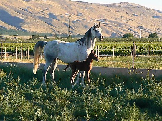 Barbara Ann and her new foal!