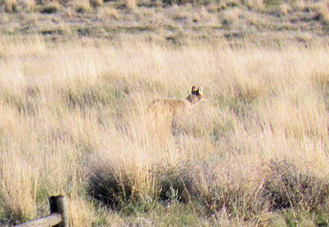 Happy Coyote